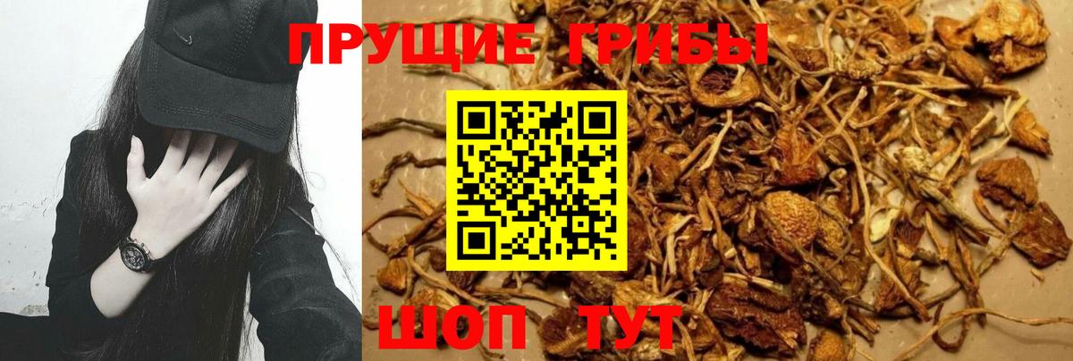 Чернушка  Псилоцибиновые грибы GOLDEN TEACHER  Вход с VPN 